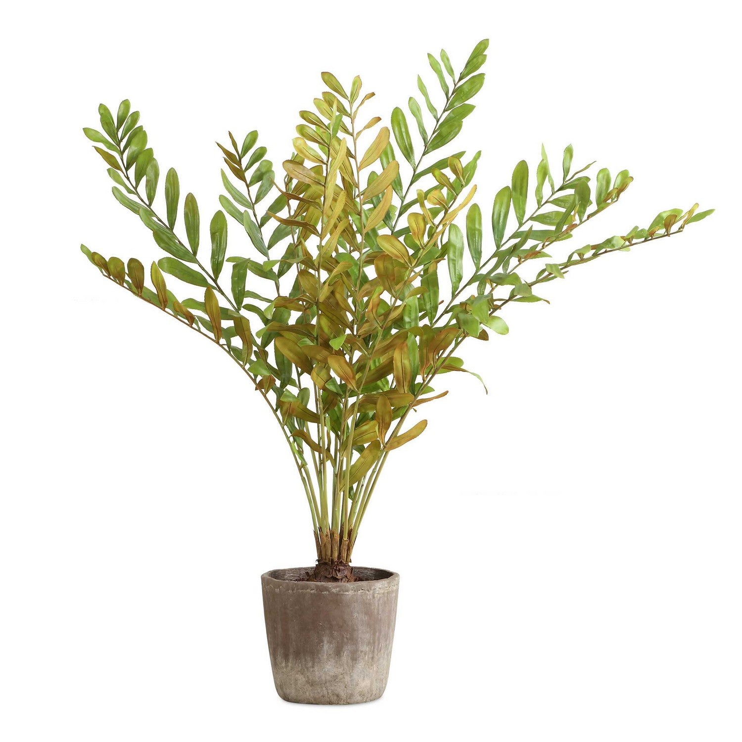 Uttermost - 60243 - Jardinière - Zamia - Rustique