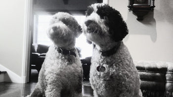 Mojo and Dylan, the dogs of Montreal Lighting