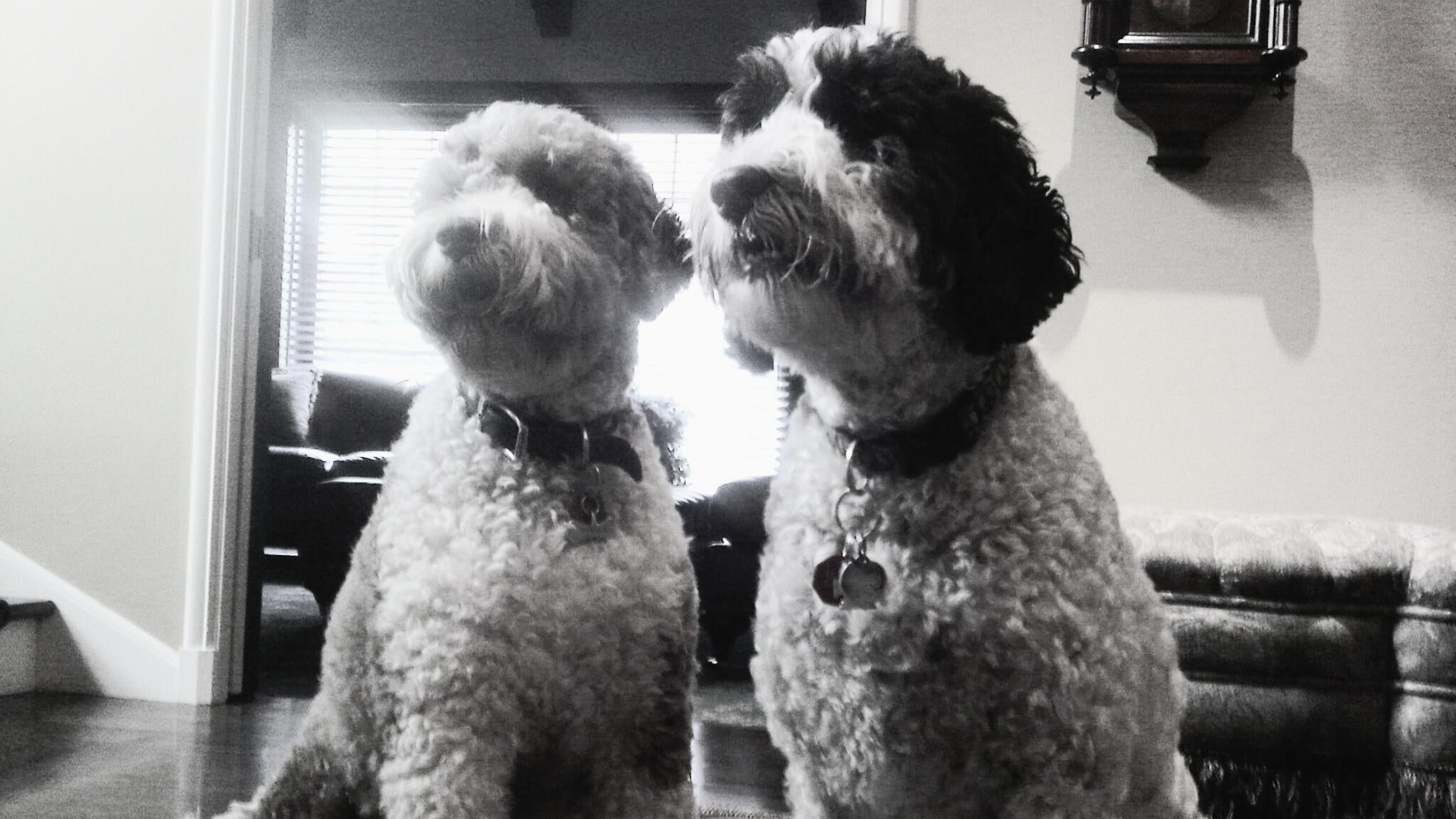 Mojo and Dylan, les deux chiens de Montreal Luminaire