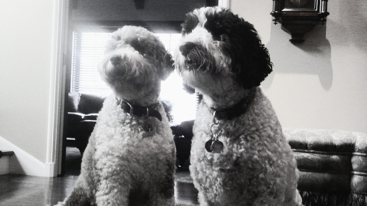 Mojo and Dylan, les deux chiens de Montreal Luminaire