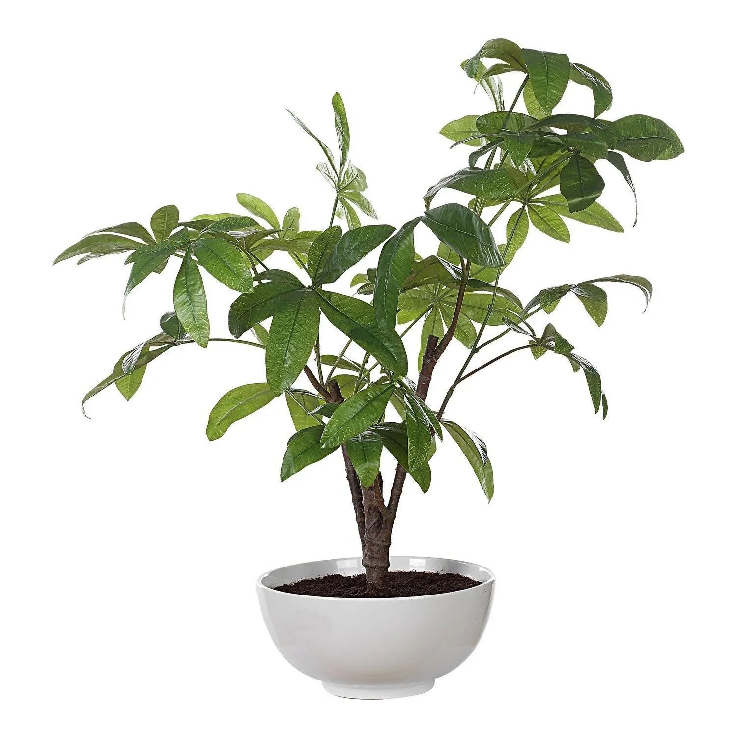 Uttermost - 60225 - Tree - Pachira Money - Glossy White