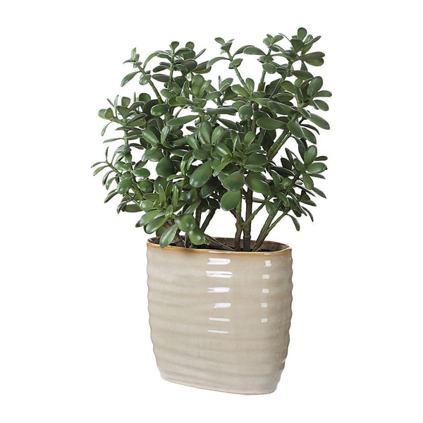 Plante d'accentuation Crassula Jade