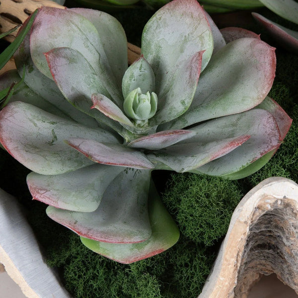 Plantes succulentes Seaside Breeze