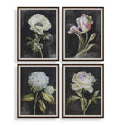 Uttermost - 32426 - Tirages encadrés, lot de 4 - Motifs floraux sur fond noir et marron foncé