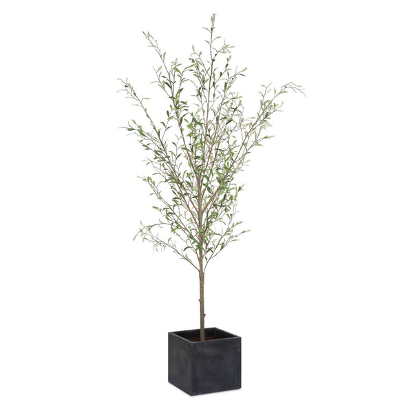 Abundance Tree