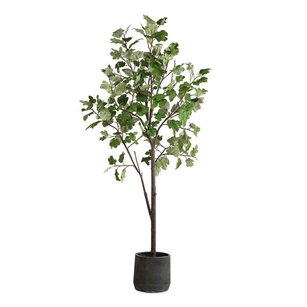 Eden Tree