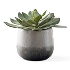 Uttermost - 60261 - Succulente - Dudleya - Blanc vieilli à gris bleuté