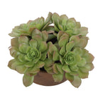 Uttermost - 60267 - Accent en pot - Succulente Sable - Terre cuite naturelle