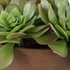 Uttermost - 60267 - Accent en pot - Succulente Sable - Terre cuite naturelle