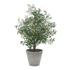 Uttermost - 60268 - Jardinière - Marisol - Oliviers aspect naturel