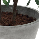 Uttermost - 60268 - Jardinière - Marisol - Oliviers aspect naturel