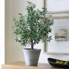 Uttermost - 60268 - Jardinière - Marisol - Oliviers aspect naturel