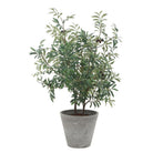 Uttermost - 60268 - Jardinière - Marisol - Oliviers aspect naturel