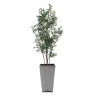 Uttermost - 60269 - Jardinière - Olive de Sonora - Vert argenté