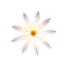 Kalco - 523670OL - 12 Lumières Suspension - Feuille d'or oxydée - Gossamer