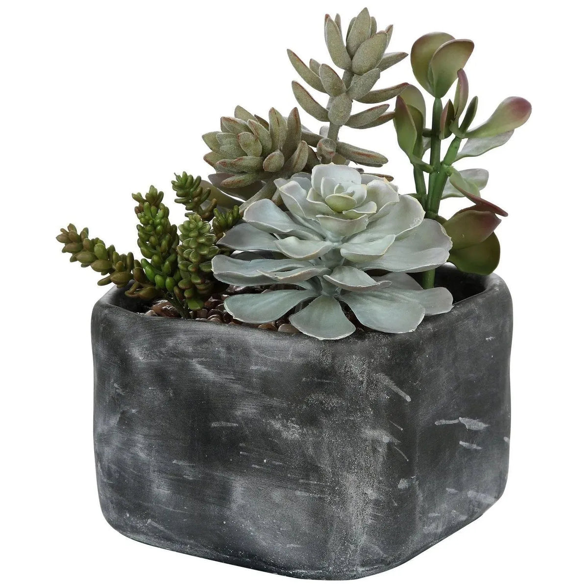 succulents montreal Alverio Succulents | The Uttermost