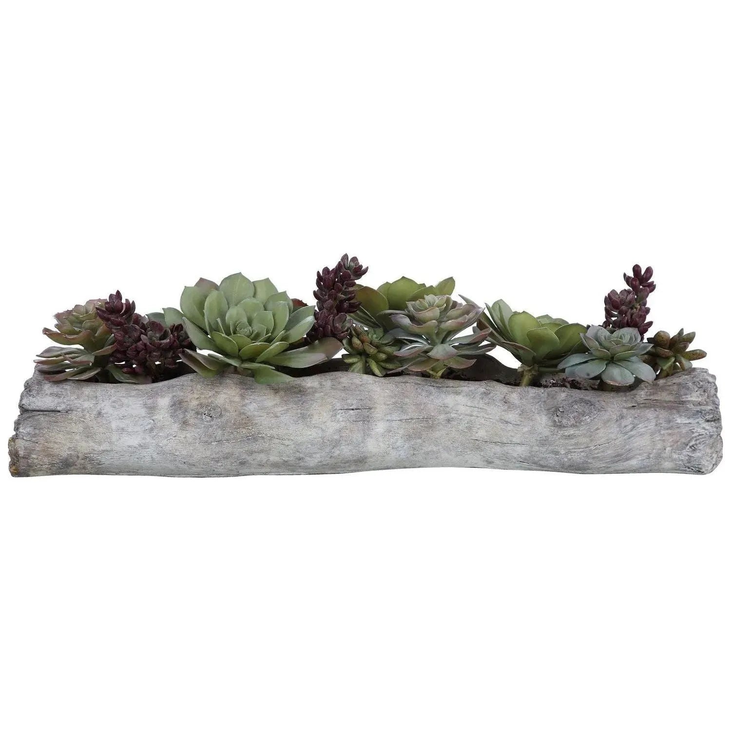 succulents montreal Charita Succulents | The Uttermost