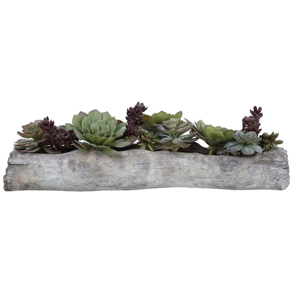 Charita succulentes