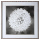 The Uttermost - Dandelion Seedhead Framed Print - 33711 | Montreal Lighting & Hardware