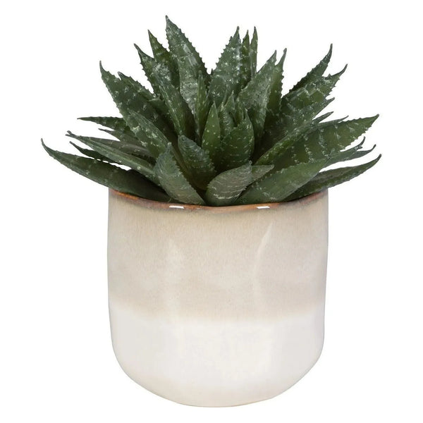 Doha Succulent Accent