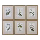 The Uttermost - Green Floral Botanical Study Wall Art - 33651 | Montreal Lighting & Hardware
