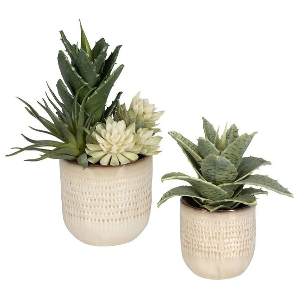 Seaside Succulents Succulents, Set/2