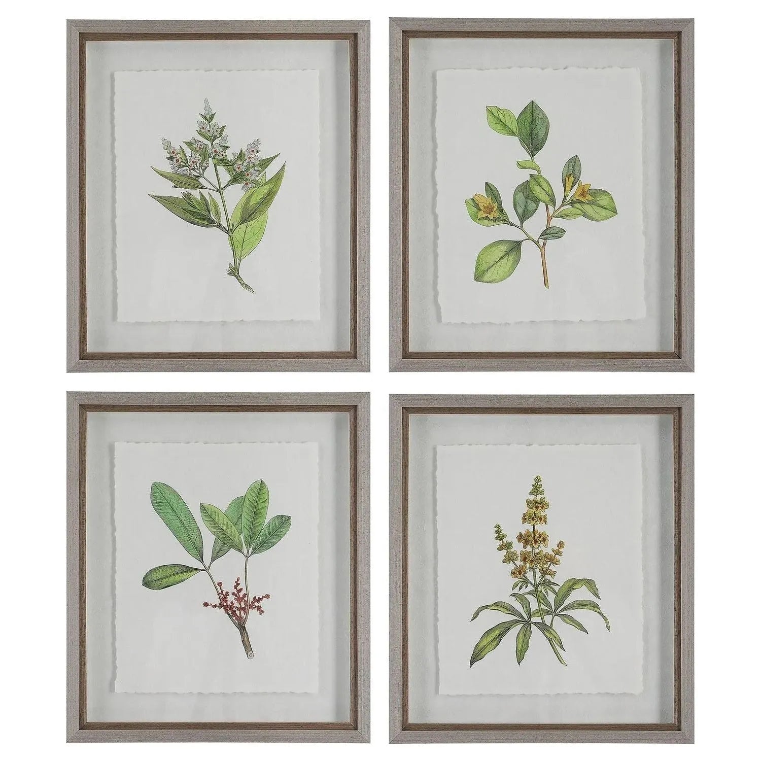 The Uttermost - Wildflower Study Framed Prints, S/4 - 41461 | Montreal Lighting & Hardware