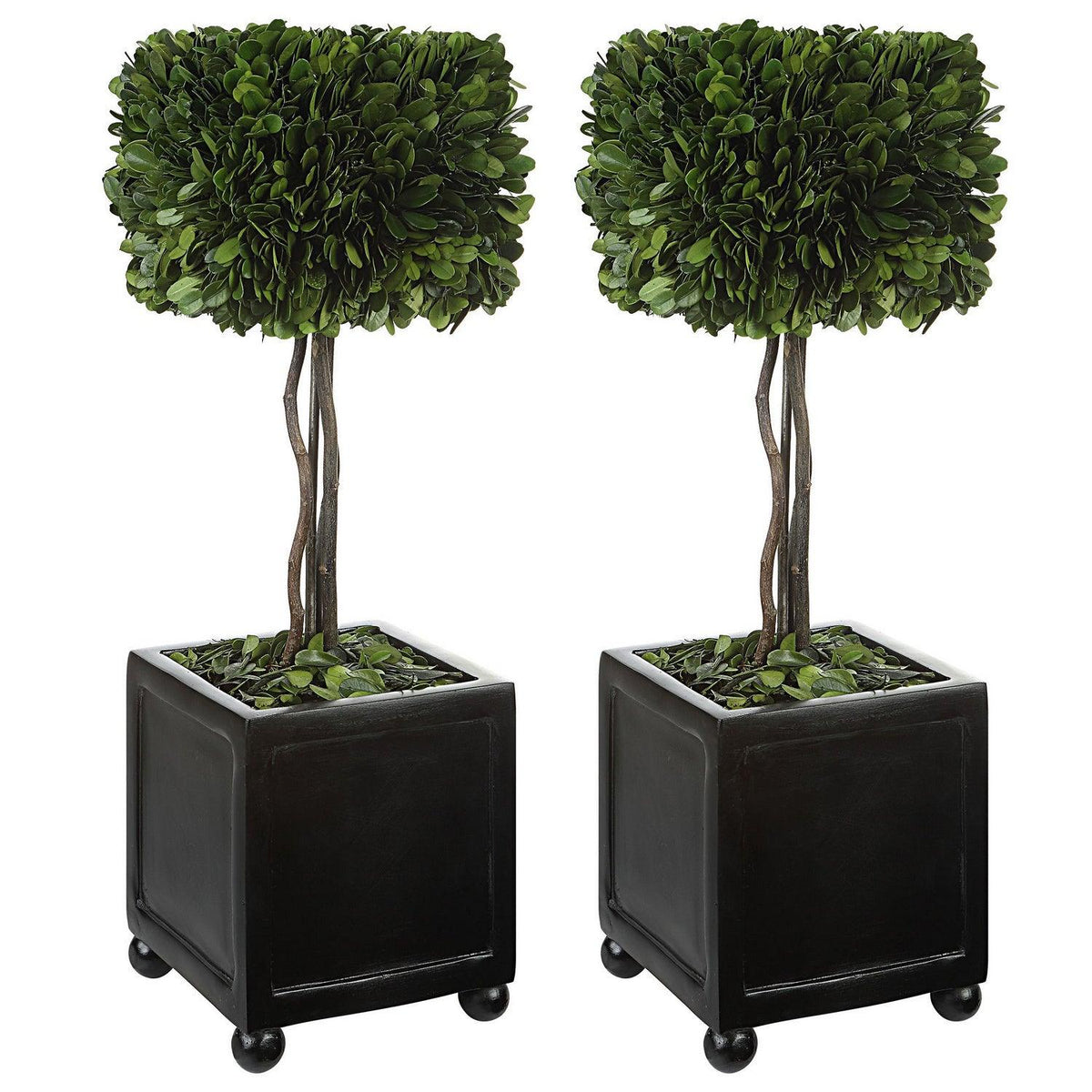 The Uttermost - PreservedBoxwood Topiaries, S/2 - 60187 | Montreal Lighting & Hardware
